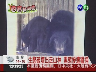 只剩不到800隻 台灣黑熊拚生存