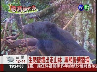 只剩不到800隻 台灣黑熊拚生存