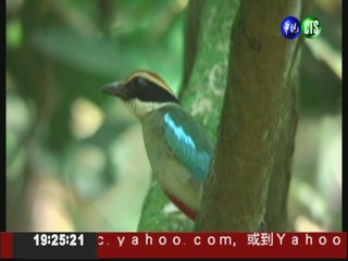 保護彩色精靈 台灣設八色鳥專區