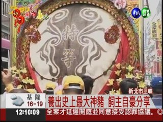 三峽祖師廟賽神豬 1769斤破紀錄