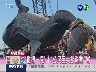 海洋奇觀! 11米巨無霸鯨鯊現身