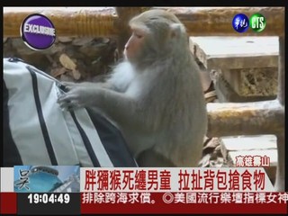 壽山獼猴撒野 遊客餵食重罰6000