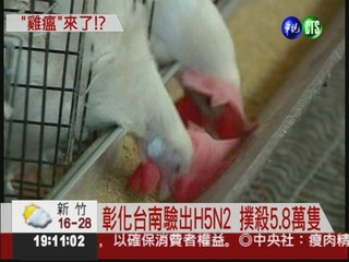 首度爆發H5N2 撲殺5萬8千隻雞