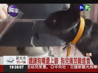 狗叫吵死人! 主人鐵鍊綁狗嘴