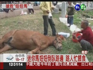 飼主沒顧好?!迷你馬妞妞癱倒街頭