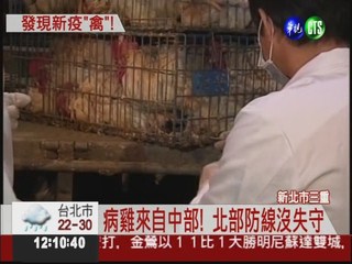 全境擴散... 禽流感入侵北台灣?