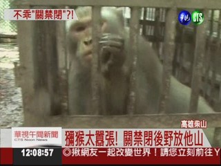 柴山獼猴擾民 農業局關禁閉處罰