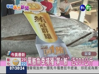 屏東黑鮪魚季"第1鮪" 近200公斤!