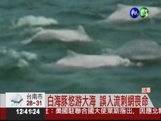 流刺網非法捕魚 恐害白海豚絕種!