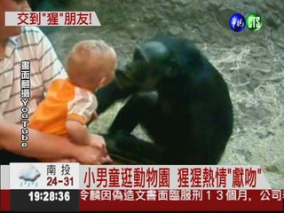 一拍即合! 男童和猩猩交朋友