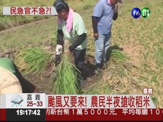 颱風來臨前 農砸錢買割稻機搶收