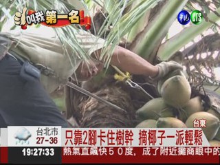 摘椰高手老經驗 10秒爬上椰子樹