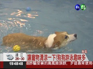 玩水兼消暑! 狗狗游泳趣味十足