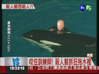 殺人鯨抓狂! 訓練師被拖進水裡