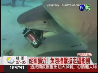 海底拍攝遇襲?! 虎鯊搶走攝影機
