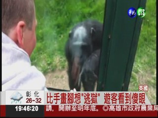 黑猩猩比"手語"! 要遊客助越獄