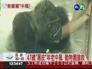 47歲猩猩"黑皮"中風 動物園搶救