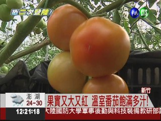 溫室種的番茄! 1斤70元超搶手