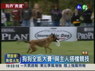 狗狗奧運會 快跑.跳高.接飛盤