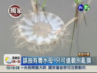 養殖業者抽海水 農地驚見毒水母
