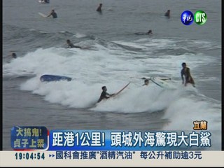 近衝浪區! 頭城外海捕獲大白鯊