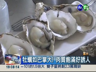 比一般牡蠣大1倍 "台灣蠔"熱賣!