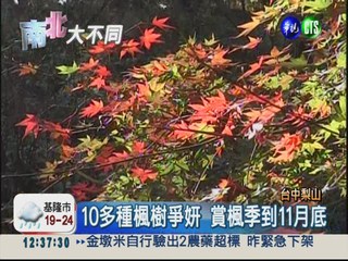 台中福壽山農場 楓紅層層詩意濃