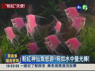 水中螢光棒! "粉紅神仙魚"驚豔