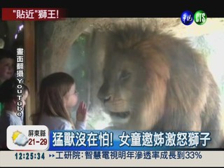 獅子隔玻璃緊盯 女孩拍照嚇破膽!