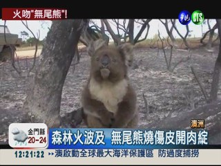 澳洲森林大火 搶救國寶無尾熊