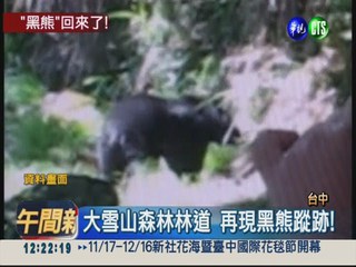 開心也請小心! 留意台灣黑熊出沒