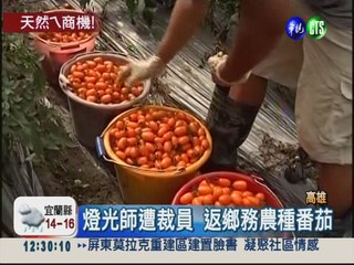 燈光師返鄉種番茄 年收入破百萬
