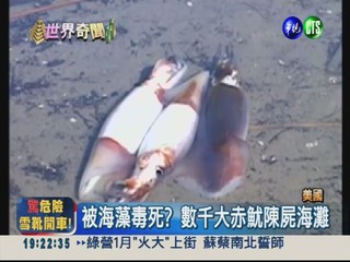 毒海藻害命? 大赤魷集體暴斃
