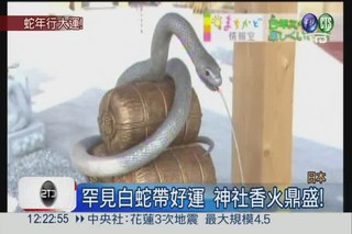 蛇年來了! 日本白蛇神社迎香客