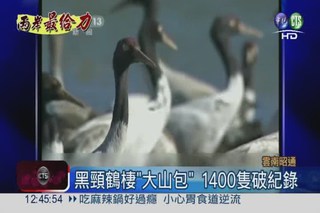 保育黑頸鶴遷徙 1400隻棲"大山包"