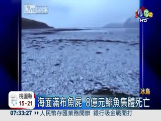 冰島鯡魚集體死亡 市值約8.7億!