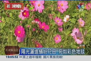 "花"現美濃! 彩色地毯浪漫破表