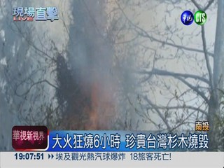 台大實驗林大火 國寶杉燒成木炭