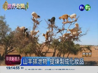 北非山羊會爬樹! 遊客搶合照