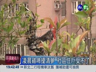 凌晨雞啼擾清夢 飼主被罰3千