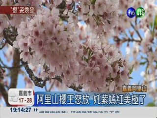 阿里山櫻花季 週末啟動總量管制