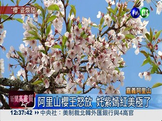 阿里山櫻花季 週末啟動總量管制