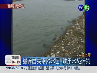 黃浦江漂6千死豬 危及上海飲用水