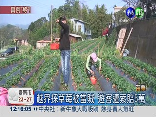 越界採5顆草莓 遊客遭索賠5萬