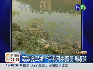 廢水染綠重慶 河面長綠藻漂死魚