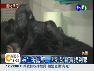 保育員當奶媽 遭棄黑猩猩找到家
