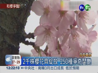 250種櫻花綻放 清新PK圓潤!