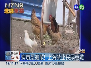 鴿子驗出病毒 上海下令禁養雞
