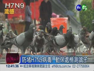 防堵H7N9病毒! 動保處監測禽鳥