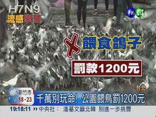 防堵H7N9病毒 公園禁餵野鴿.鳥